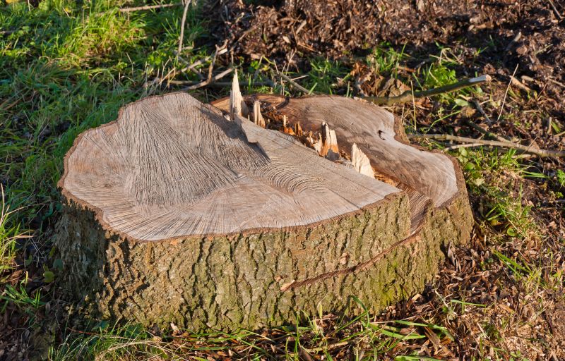 Stump Grinding Results