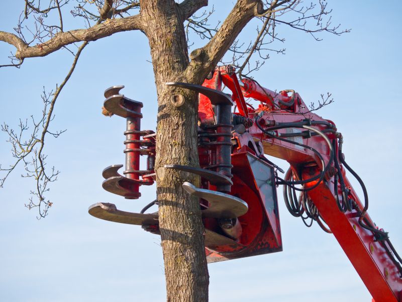 Apple Tree Removal Equipment