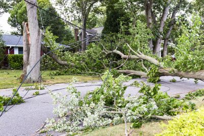 Fallen Tree in a Driveway