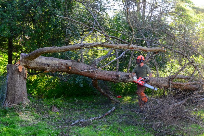 Fallen Tree Removal