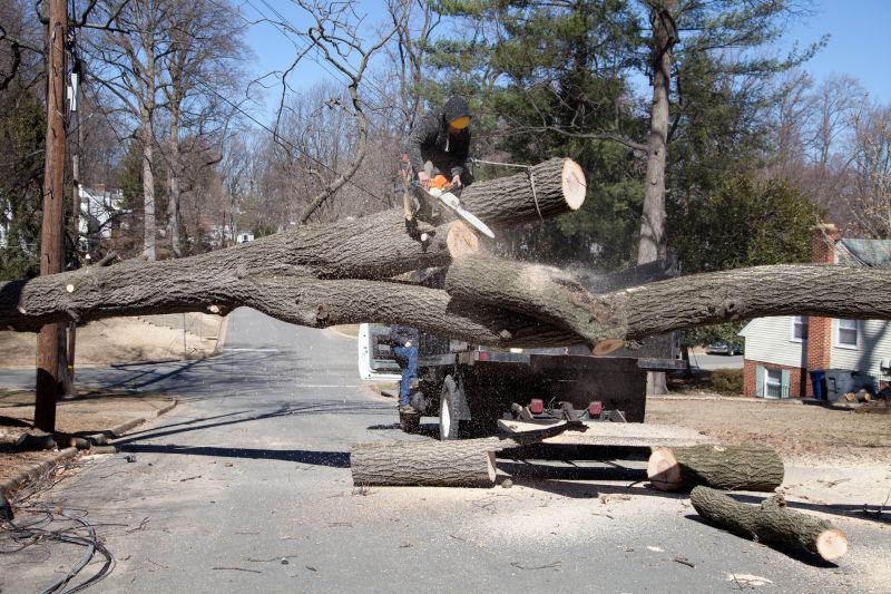 Local Tree Care Specialists